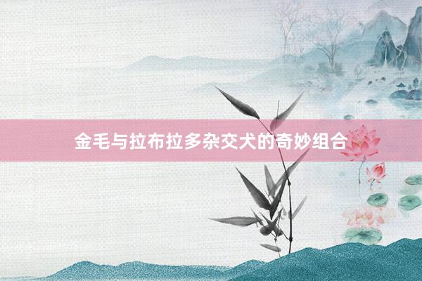金毛与拉布拉多杂交犬的奇妙组合
